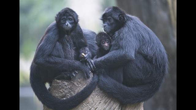Woman hops into El Paso Zoo monkey enclosure to feed animals Hot Cheetos