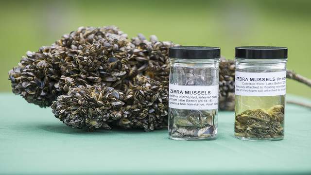 Texas Parks and Wildlife officials warn aquarium moss balls could contain invasive zebra mussels