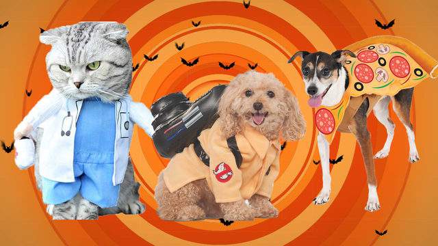 15 of the cutest-ever dog, cat costumes for Halloween
