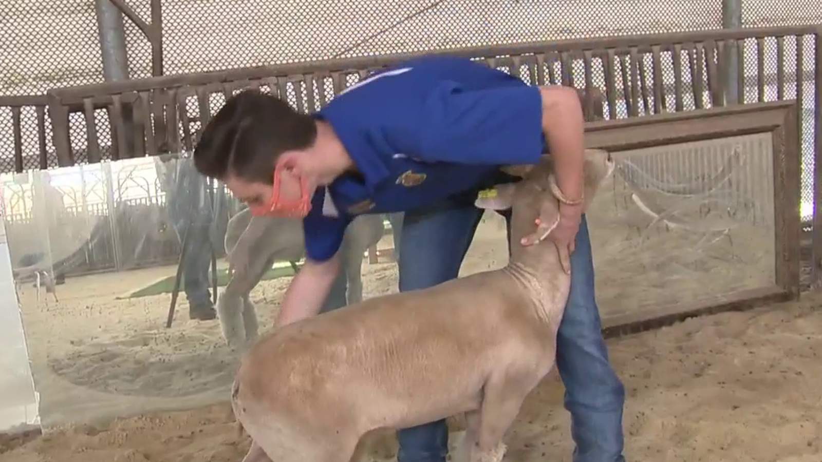 Some San Antonio students, teachers say a lot is riding on the livestock show going on as scheduled