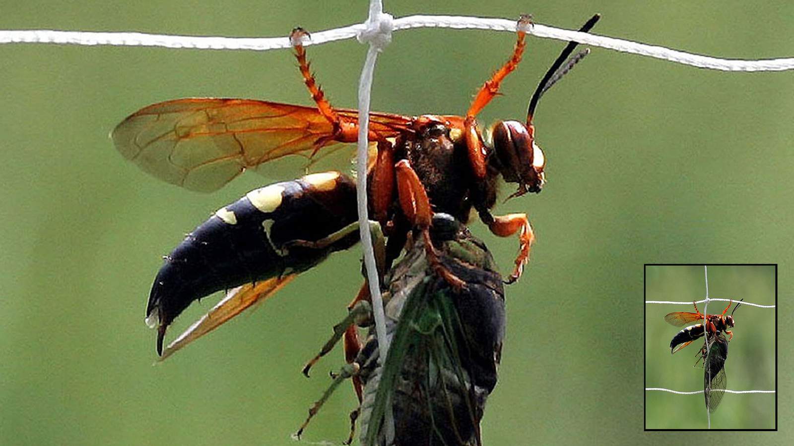 People in San Antonio may think they’re seeing murder hornets, here’s what they really are