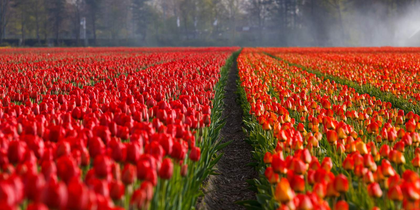 Opening date moved up for new giant tulip field coming to SA