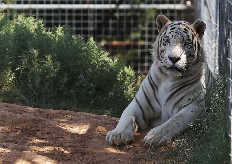 Feds seize 68 big cats from animal park featured in Netflix’s ‘Tiger King’