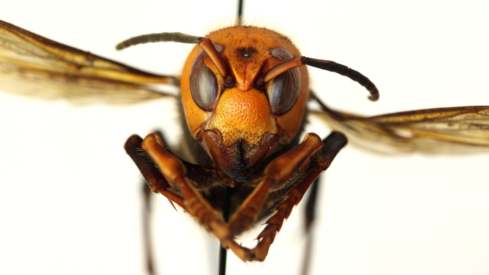 ’Murder Hornets’ are in US; Can the insects possibly migrate to San Antonio or South Texas?