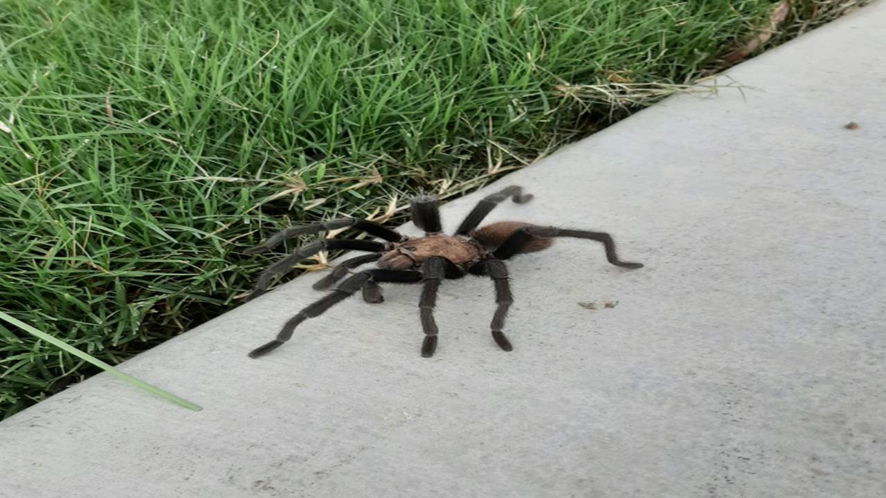 Is there a rise in tarantula sightings in San Antonio?