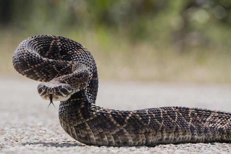 Snakes in Texas: What to do if you get bit by a snake