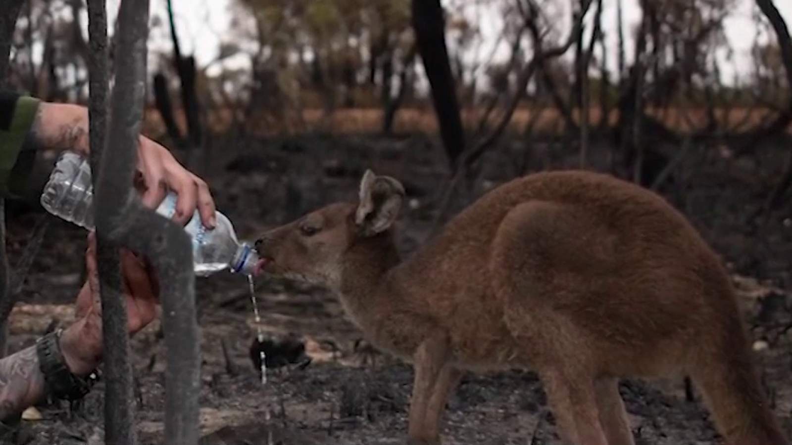 San Antonio Zoo sending veterinary staff to Australia to help animals affected by wildfires