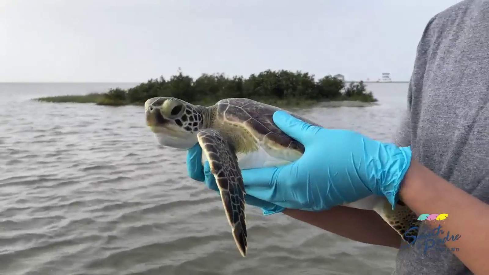 Sea Turtle Inc. in South Padre Island | SA Live | KSAT 12