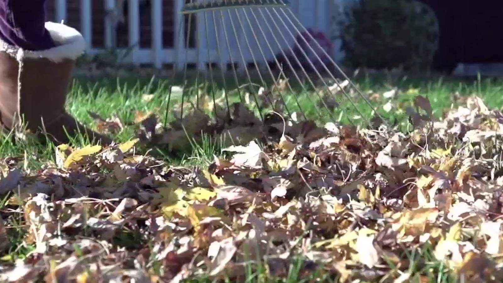 Have fallen tree leaves covered your lawns yet?