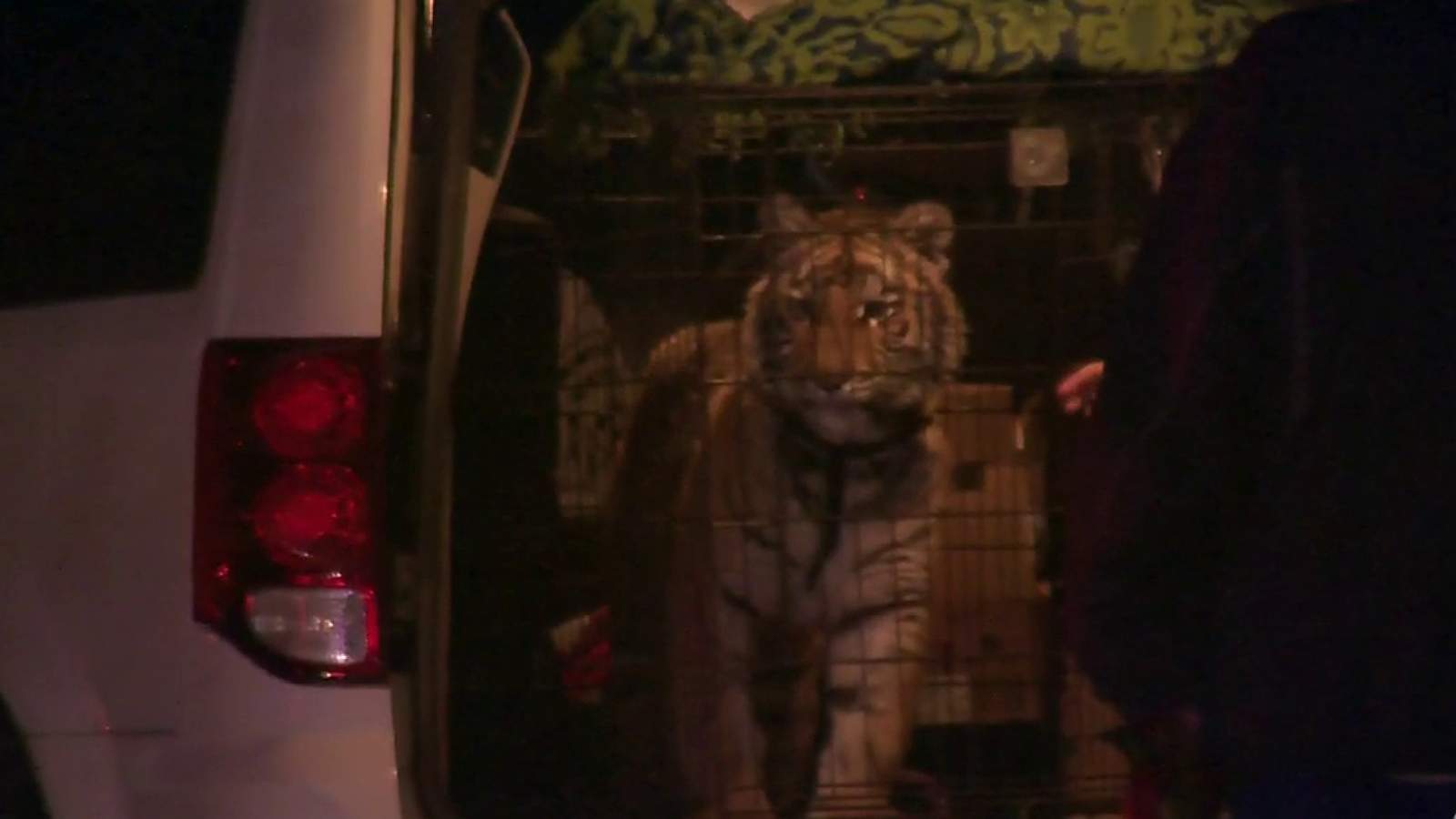 Tiger seized by BCSO during winter storm now ‘on her way to the next chapter’ at North Texas ranch