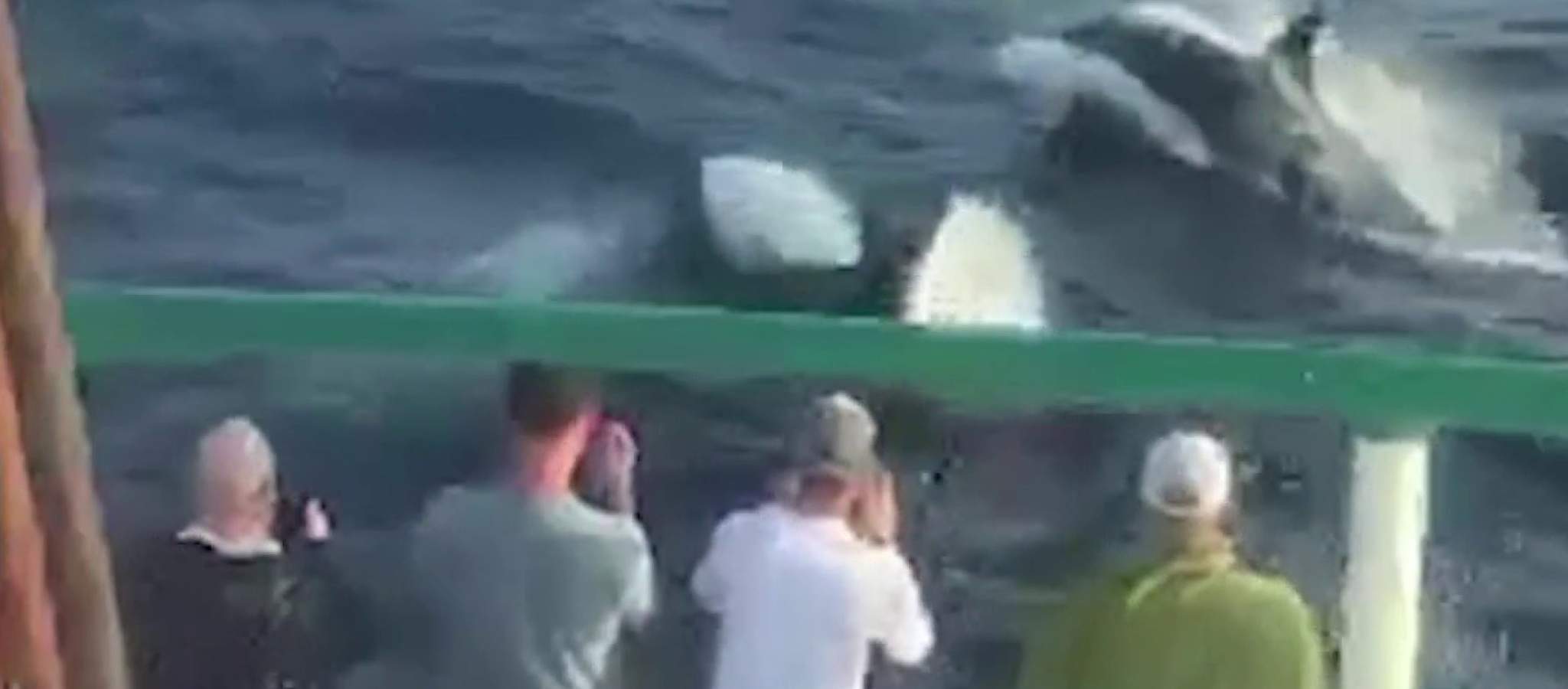 Video: Texas fishing boat gets ‘incredible’ encounter with huge pod of killer whales off Galveston coast