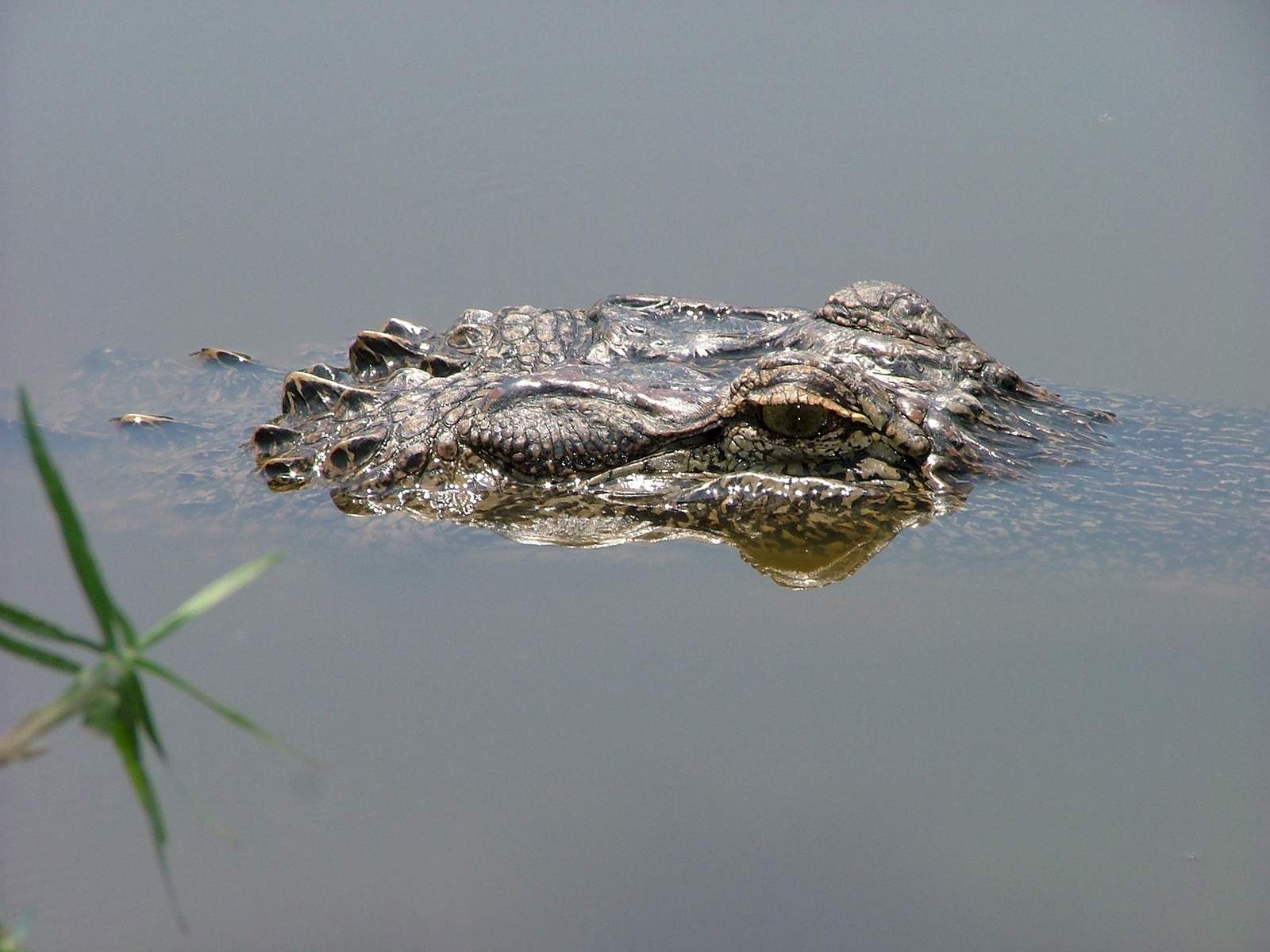 Texas alligator relocated after people fed and threw things at the animal, officials say