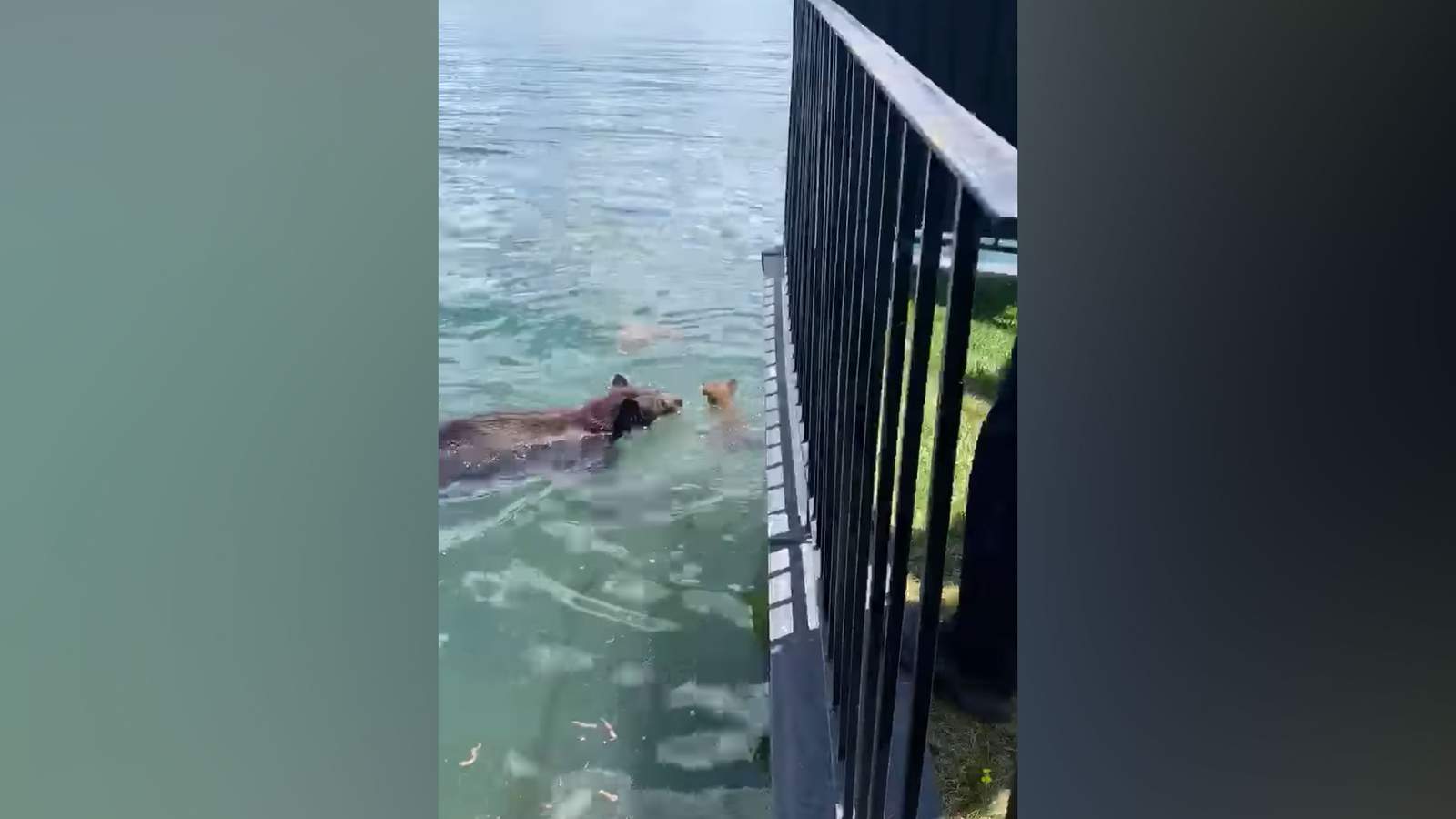 A mama bear was caught on camera rescuing her cubs in South Lake Tahoe