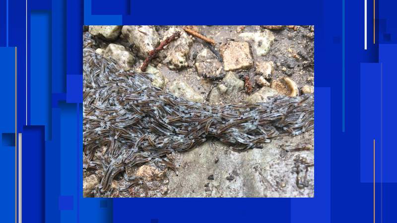 What is that? Creepy, crawly critters found in rural Texas state park