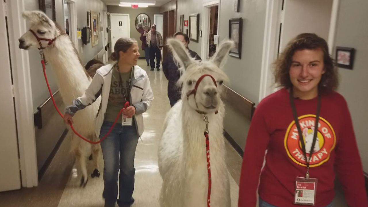 San Antonio Rehab Center Uses Llamas to Help Comfort Patients