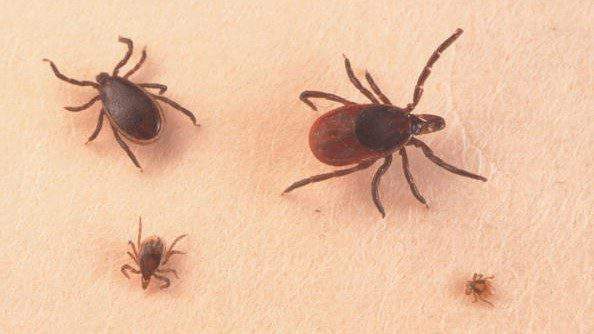 Texas wildlife experts warn of ticks as more people head outdoors and the summer heat rolls in