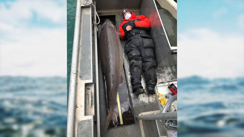 6-foot-10-inch fish caught in Detroit River has ‘likely roamed these waters for over a century’