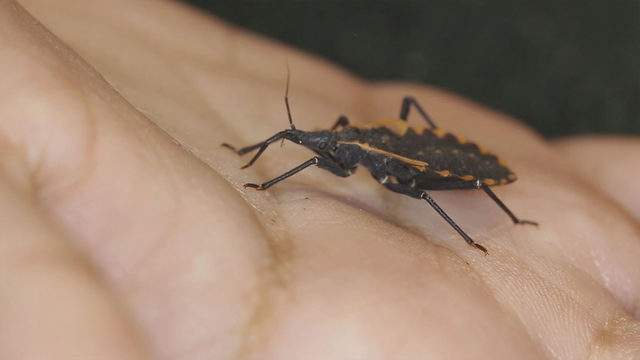 Dangerous ‘kissing bug’ in Texas could cause deadly disease for you or your pets, experts warn