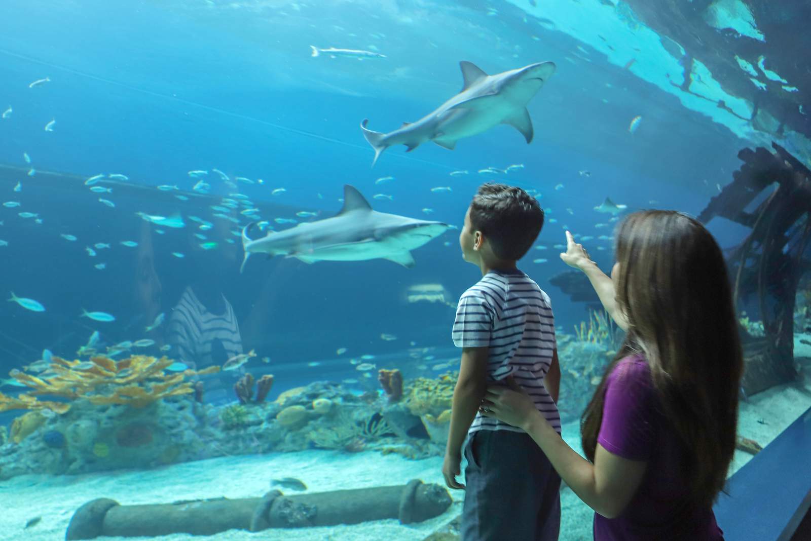 Texas State Aquarium named one of the best in the nation by USA Today
