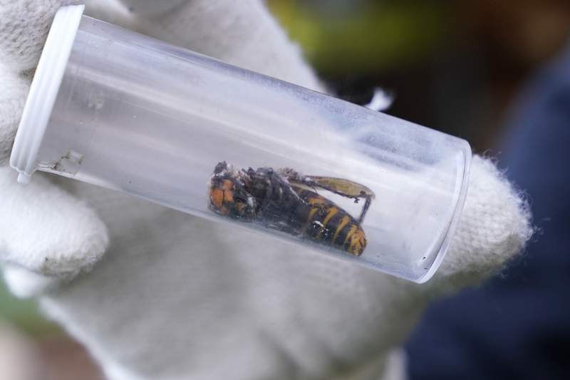 Dead 'murder hornet' near Seattle is 1st found in US in 2021
