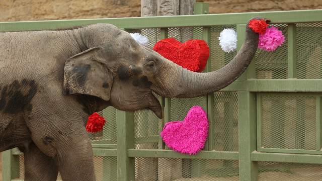 San Antonio Zoo promotion allows couples to eat among animals on Valentine’s Day