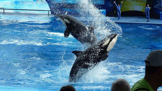 SeaWorld San Antonio offering free admission for military veterans, their families