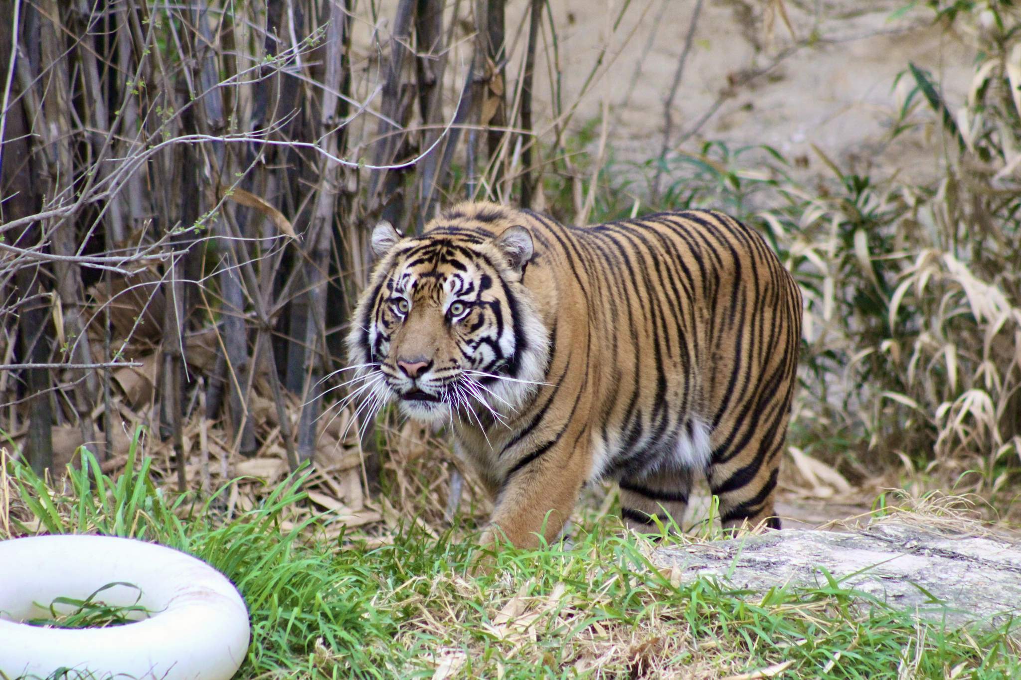 San Antonio Zoo introduces new tiger named Jeda