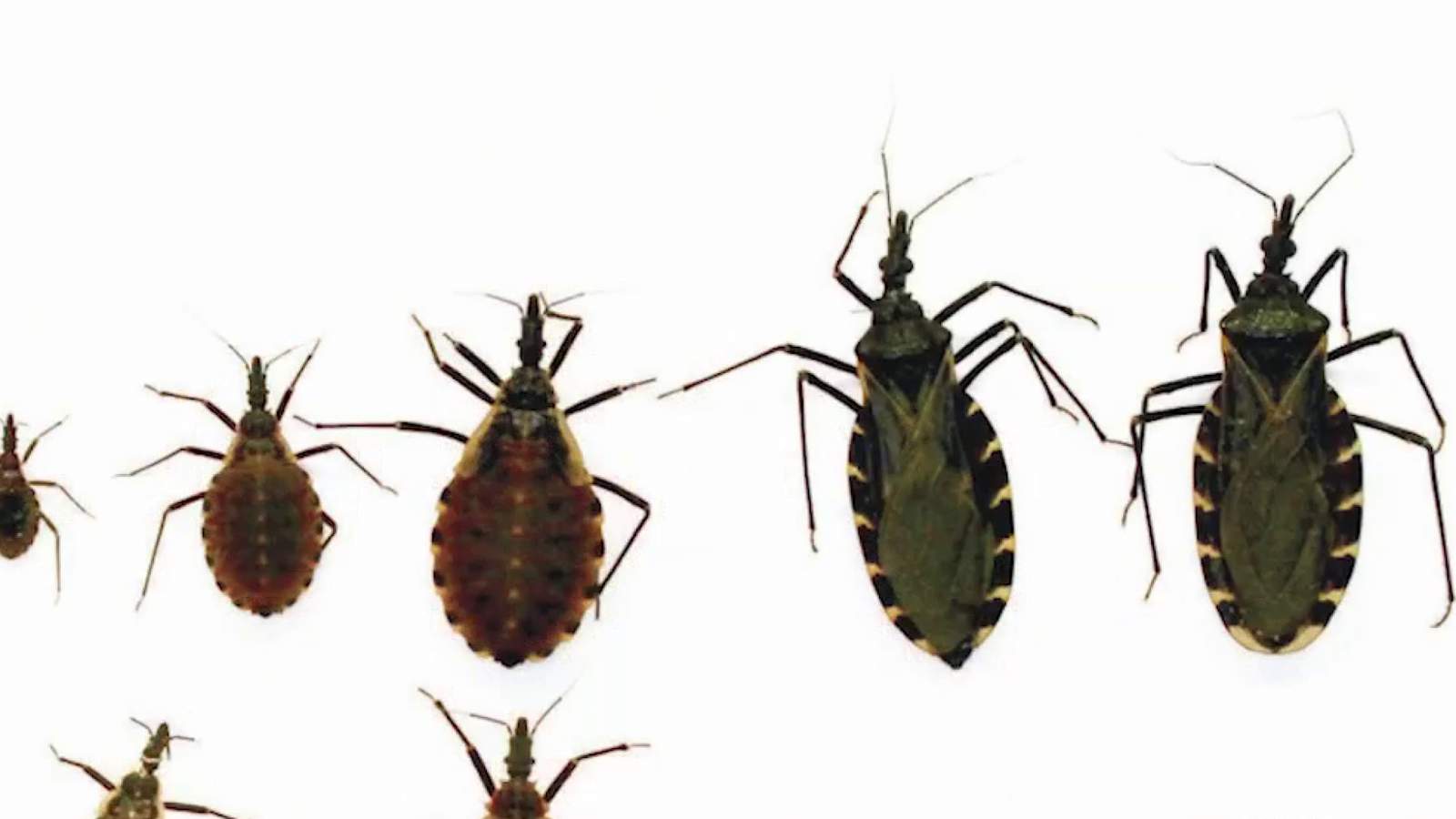 Kissing bugs, a cute name with not so cute side effects, spiking in Texas