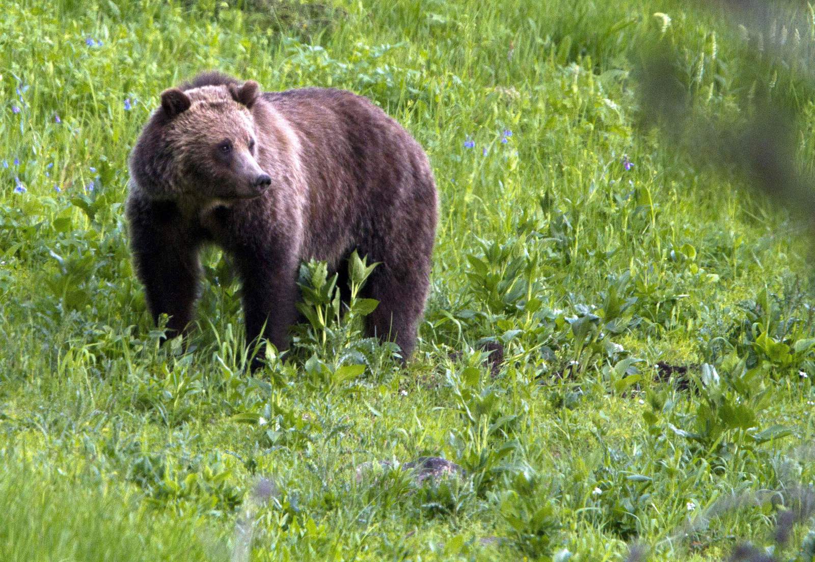 $2K reward offered in Wyoming grizzly bear killing case