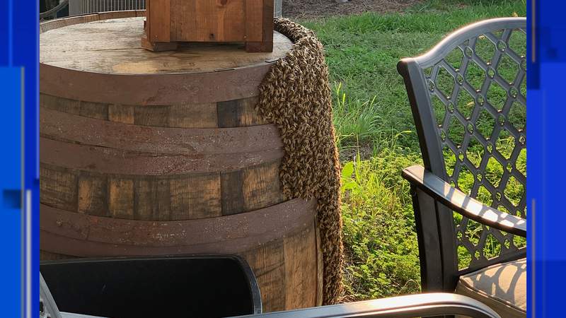 Bee swarm in San Antonio-area backyard not uncommon this time of year