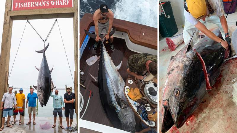South Texas fisherman lands state record bluefun tuna off Port Aransas coast