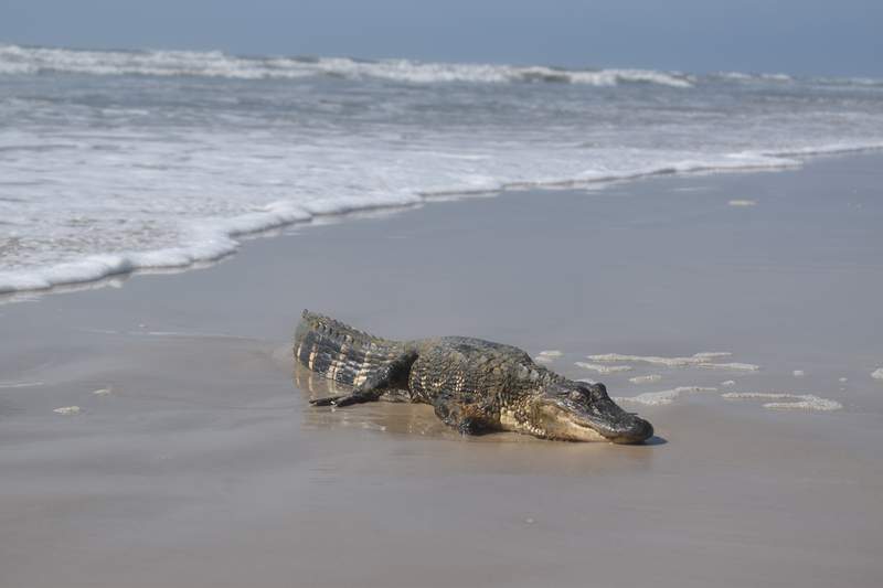 Padre Island National Seashore says alligator found at park had ‘long journey’ from Louisiana