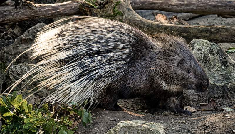 Watch out for porcupines, giant rodents expanding to new areas in Texas