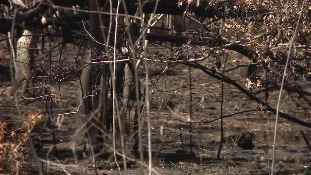 Burn ban in effect for Bexar County due to dry conditions