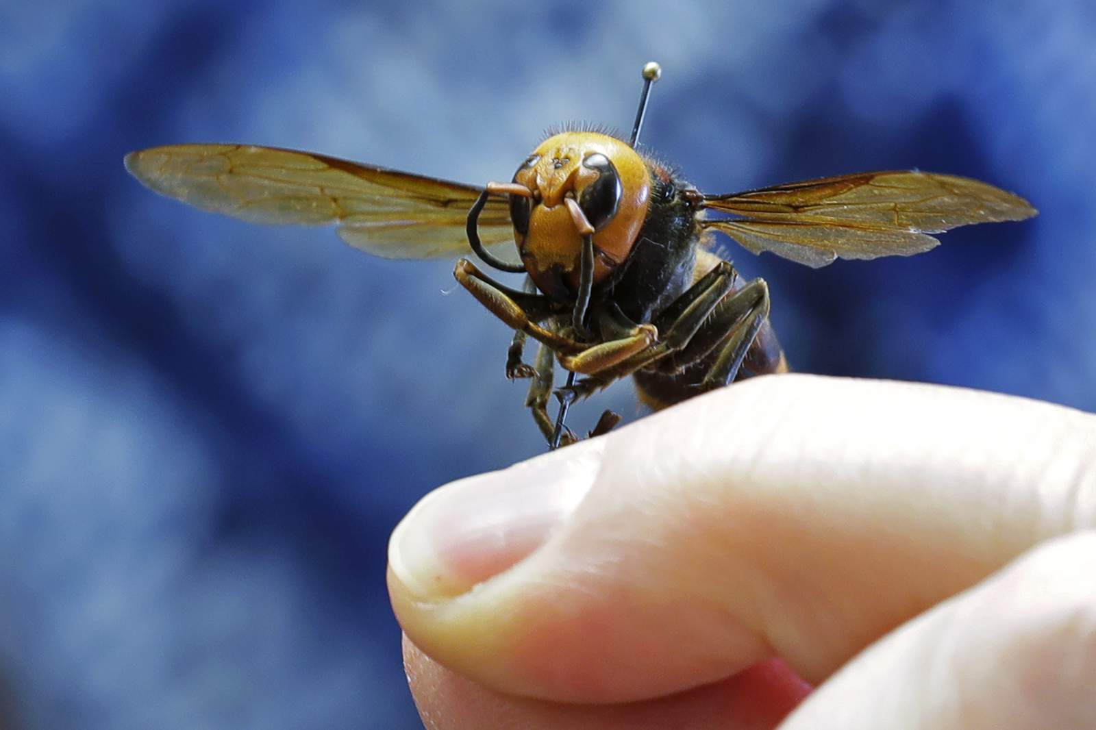 Scientists in US and Canada set to battle murder hornets