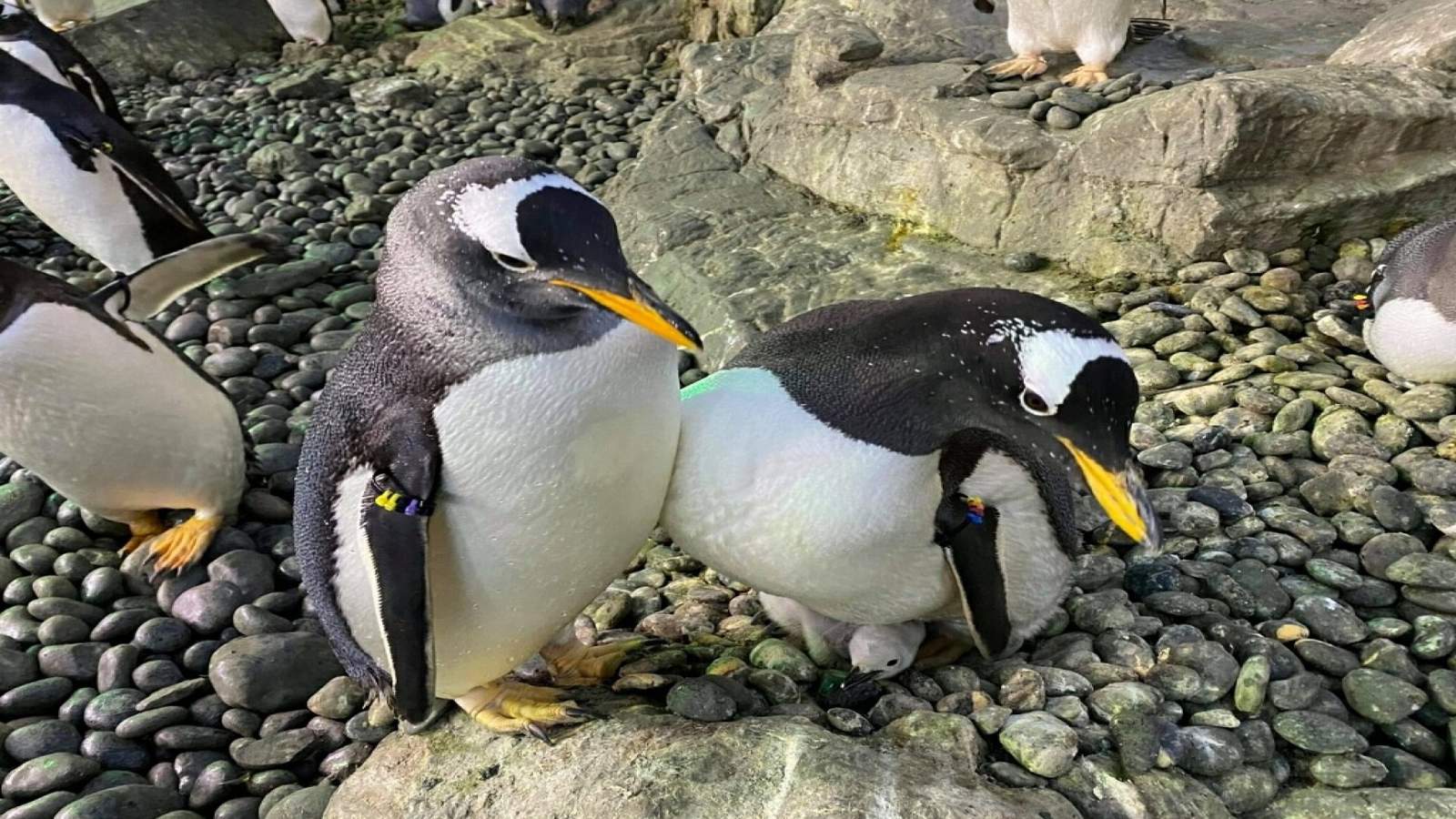 VIDEO: 2 male penguins raise foster chick of different species at SeaWorld San Antonio