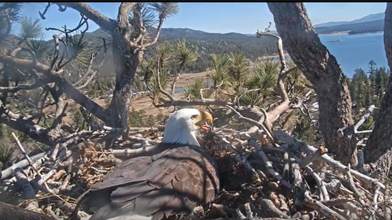 Bald Eagle Cam - Live from from Big Bear Valley