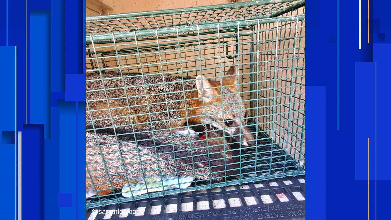 Fox who made its way into San Antonio College office released at Brackenridge Park, ACS says