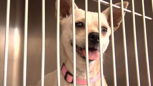 41 shelter dogs in San Marcos get ride of a lifetime after being rescued from euthanasia list