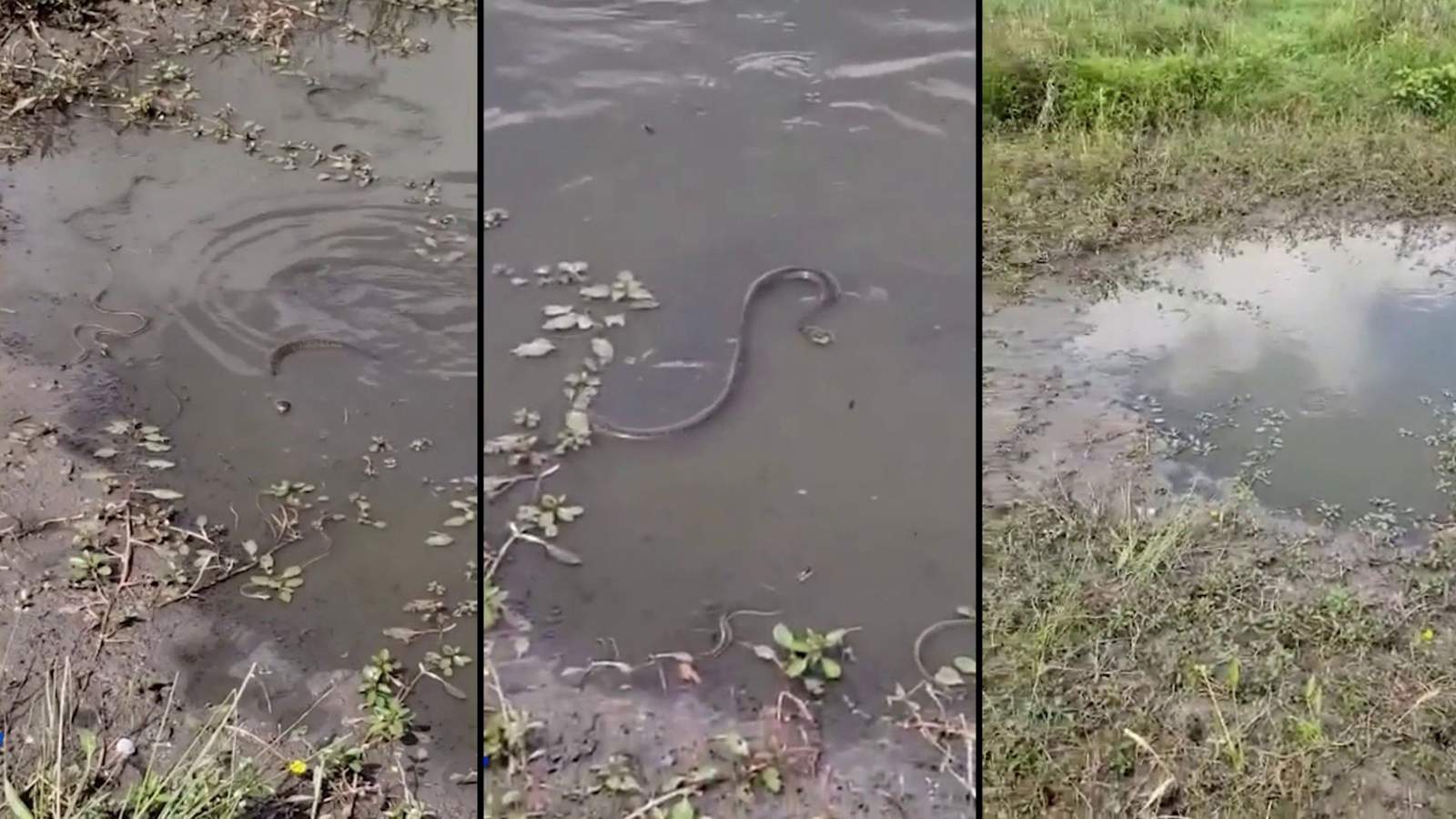 Video shows ‘at least 50′ snakes slithering around in San Antonio pond