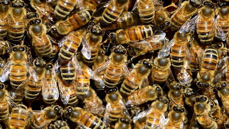 73-year-old man dies after he’s swarmed by bees, stung hundreds of times in South Bexar County