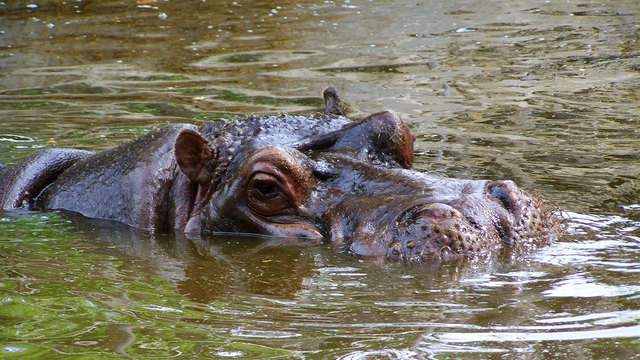 SA’s Timothy the hippo misses Fiona, seeing zoo visitors amid COVID-19 pandemic