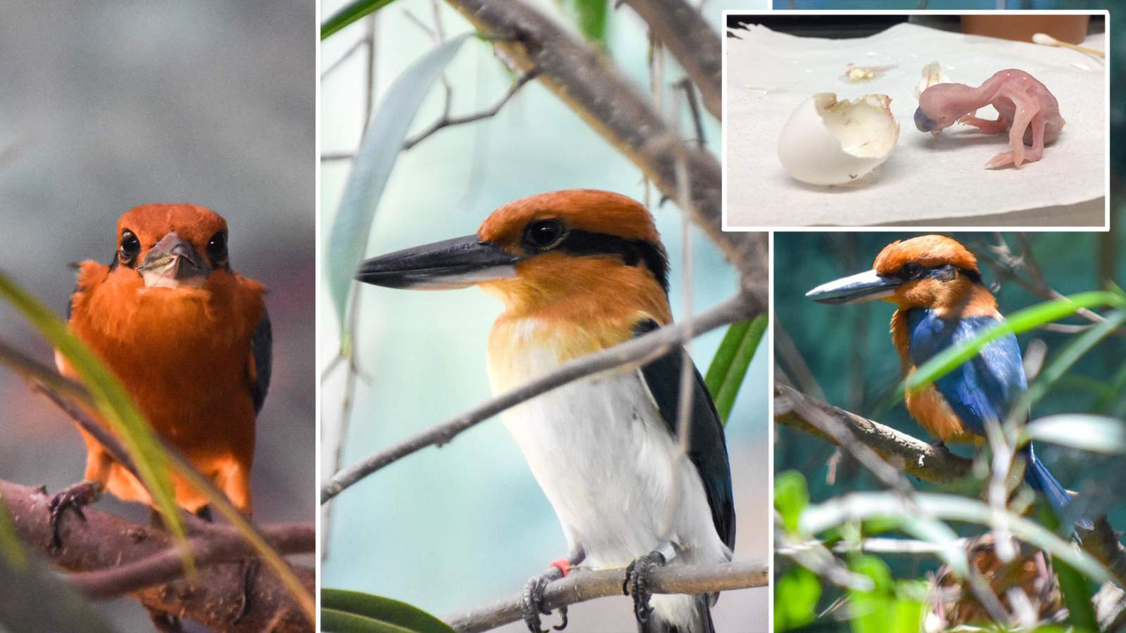 Rare bird, extinct in the wild, born at San Antonio Zoo
