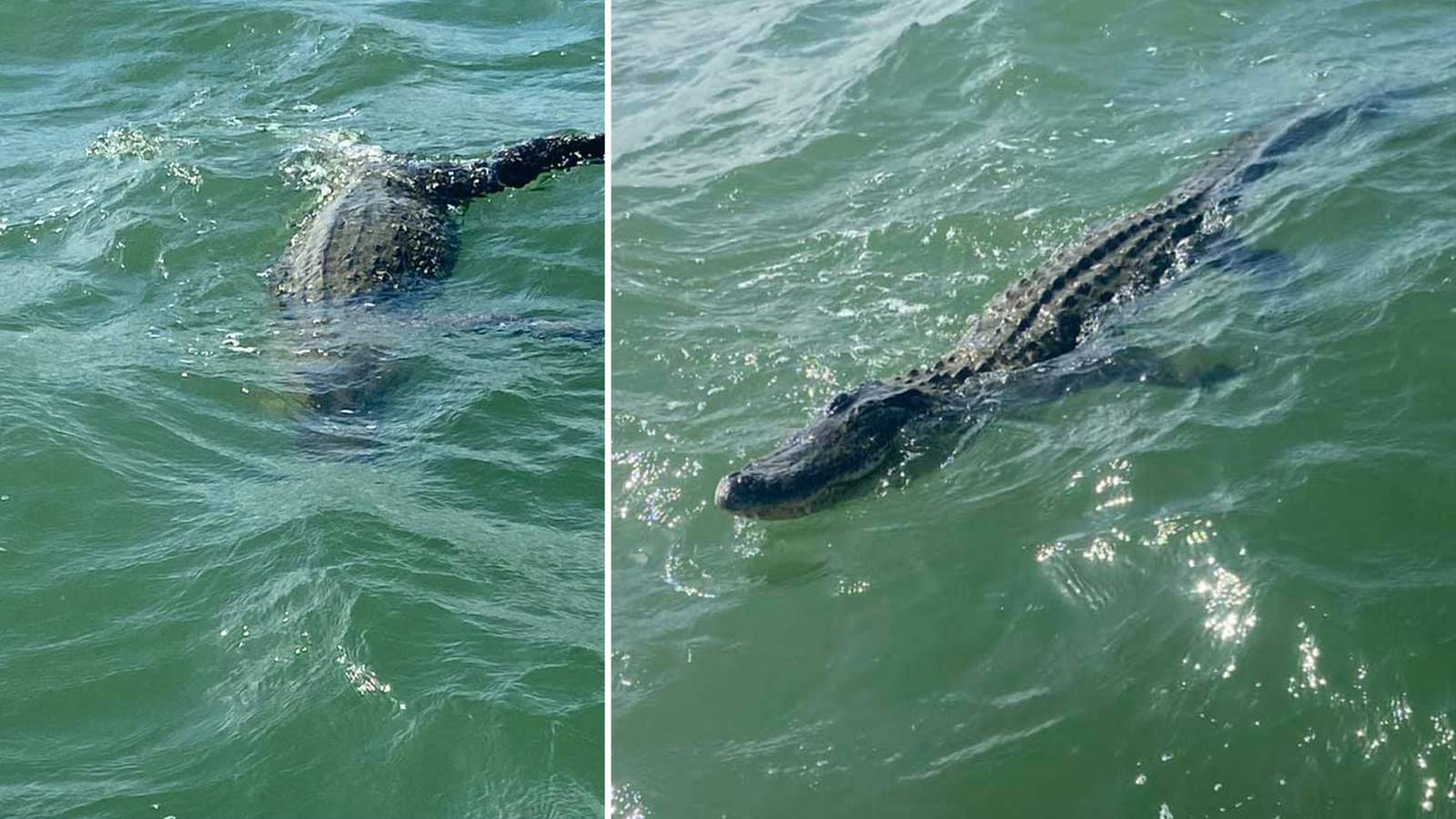 Gators in the gulf: Alligators caught on video in Galveston, Port O’Connor