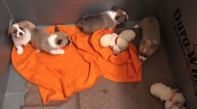 Texas Corgi Adopts 4 Orphaned Labrador Puppies After She Was Rescued From Puppy Mill