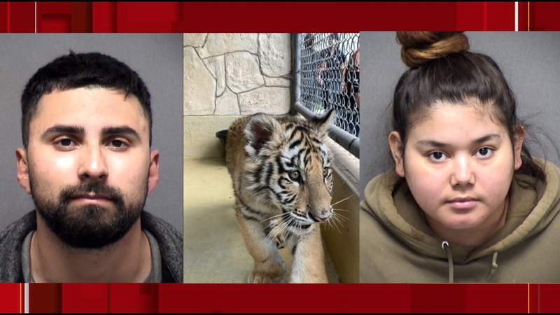 Couple charged with animal cruelty after tiger cub and bobcat found inside South Side home