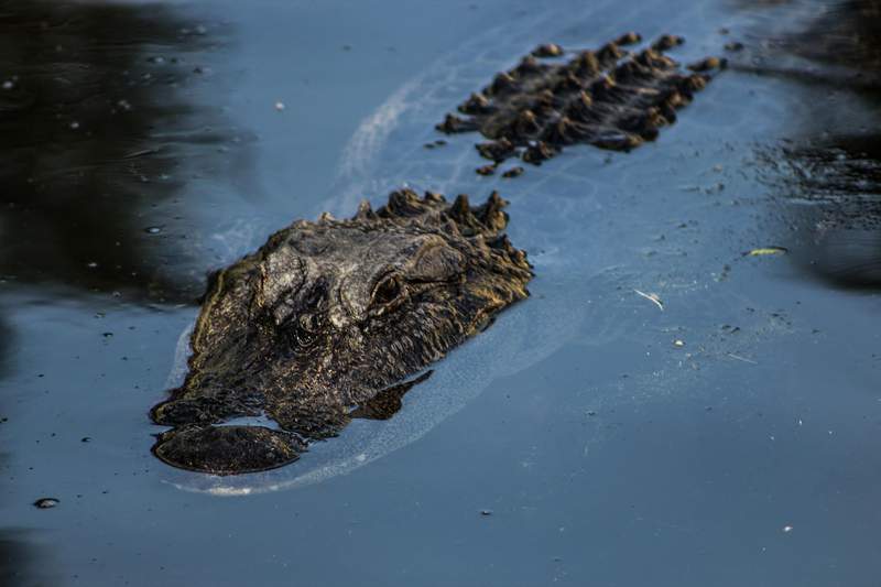 Remains found in 500-pound alligator confirmed as man killed in Hurricane Ida floodwaters