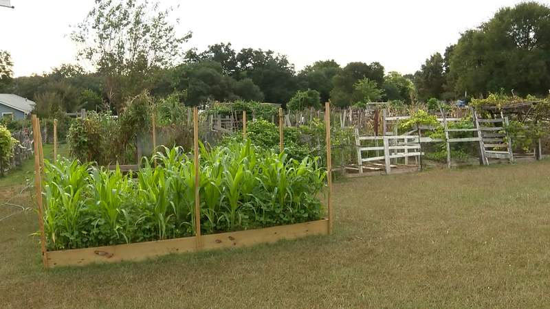 Texas vodka mixed with fresh community garden produce yields positive roots