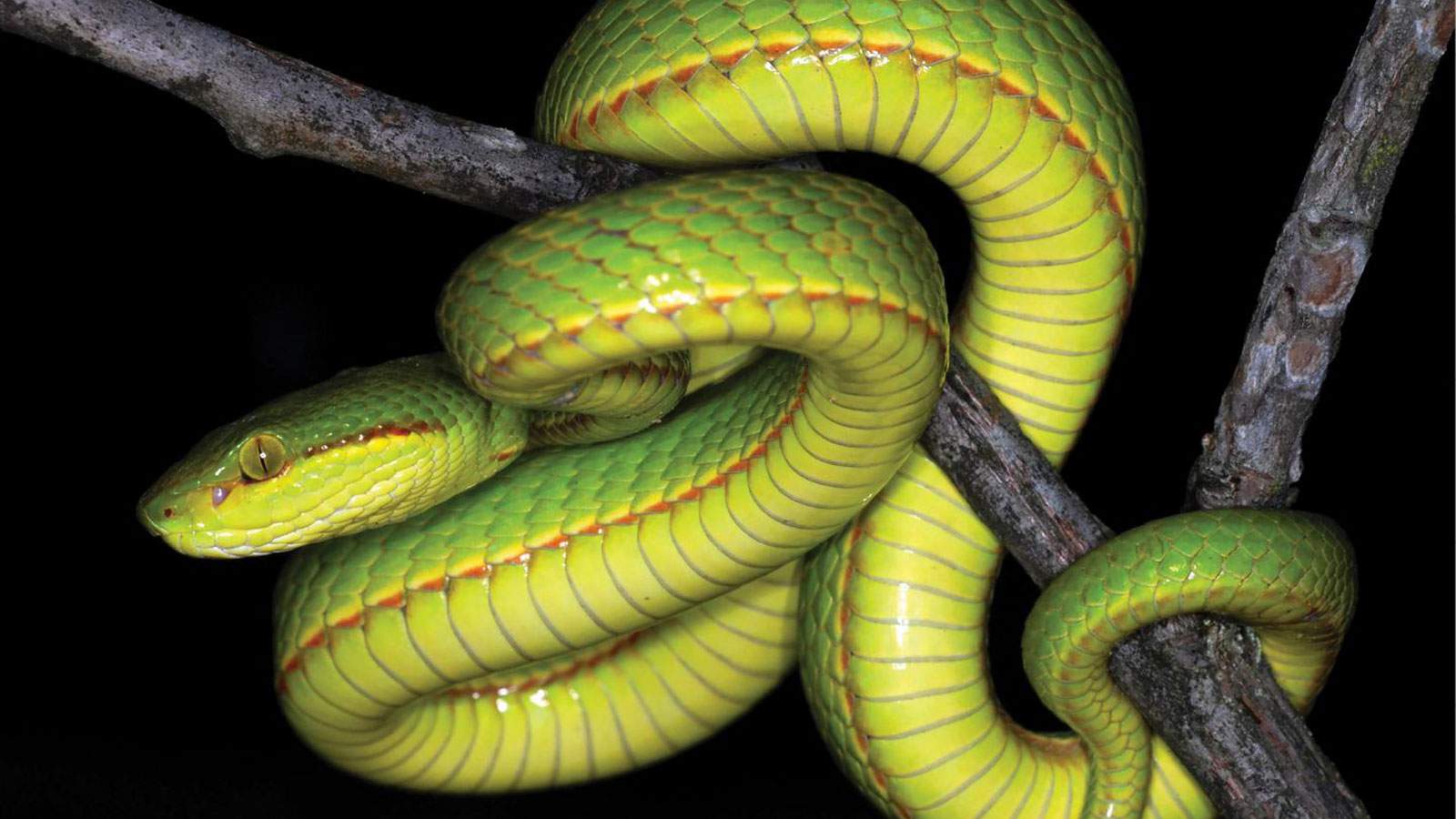 Scientists discover a new snake and name it after Salazar Slytherin