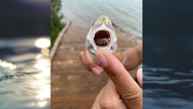 Tongue-eating creature found inside fish at Texas state park and it’s the stuff of nightmares